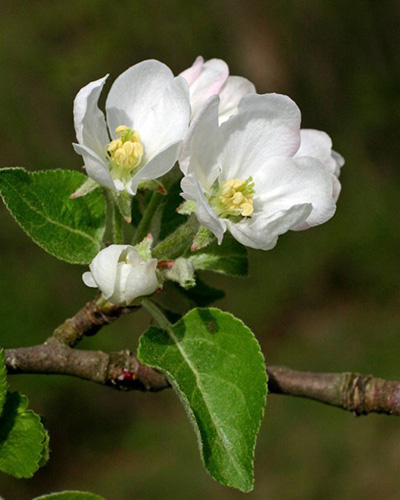 Fleur de Bach
