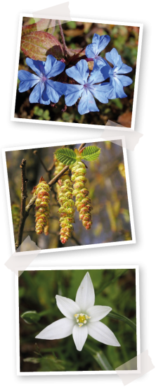 fleurs-bach-montage